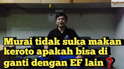 Murai Tidak Suka Makan Keroto Apa Bisa Di Ganti Dengan Ef Lain Youtube