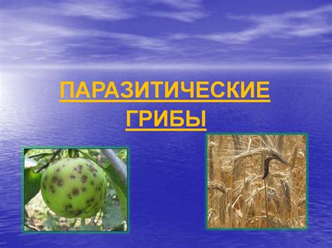 Грибы-паразиты - презентация онлайн