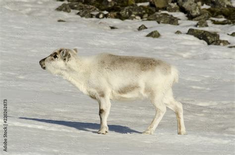 Renne Du Spitzberg Renne De Svalbard Rangifer Tarandus Platyrhynchus