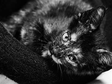 Kot Popatrz Maskotka Darmowe Zdjęcie Na Pixabay Pixabay