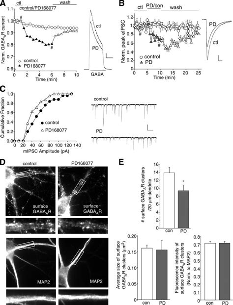 D 4 Receptors Reduce GABA A R Currents And Surface Expression In PFC