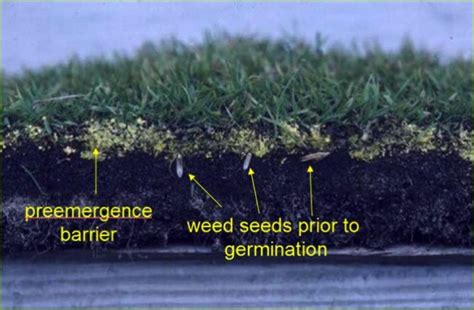 Why Pre Emergent Crabgrass Control In The Spring Is So Important Alternative Earthcare