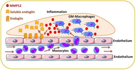 Ijms Free Full Text Mmp 12 Secreted By Pro Inflammatory