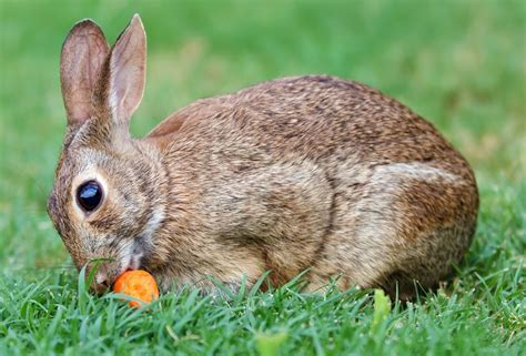 Cottontail Rabbit Facts - Pet Ponder