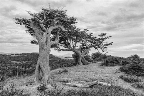 Grayscale Photo of Trees under a Cloudy Sky · Free Stock Photo