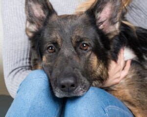 Pourquoi Mon Chien Dort Il Ou Se Couche T Il Sur Moi Chienino