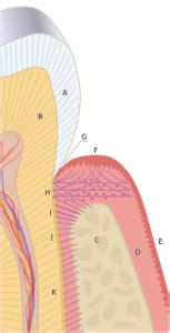 Periodontology Anatomy - Free gingival margin