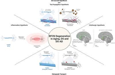 Frontiers Basal Forebrain Cholinergic Neurons Linking Down Syndrome