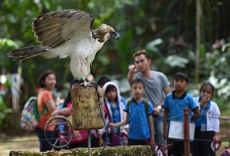 Davao Sanctuary Offers Hope For Endangered Philippine Eagle Lifestyle