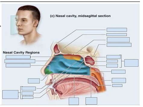 Nasal Cavity Diagram Quizlet