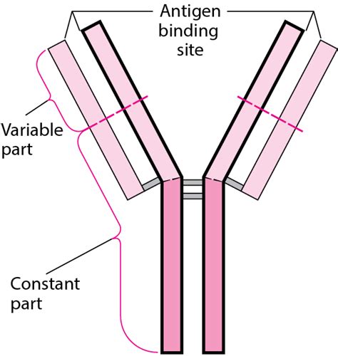 Figure: Basic Y Structure of Antibodies - MSD Manual Consumer Version