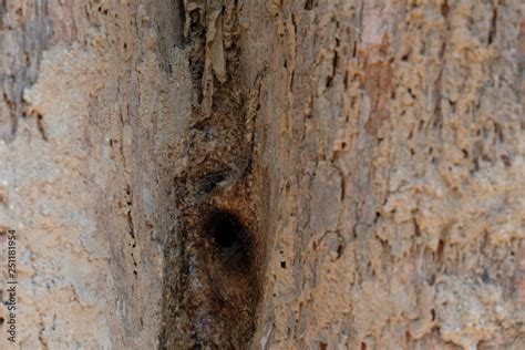 stingless bee hive in tree. insect nest Stock Photo | Adobe Stock