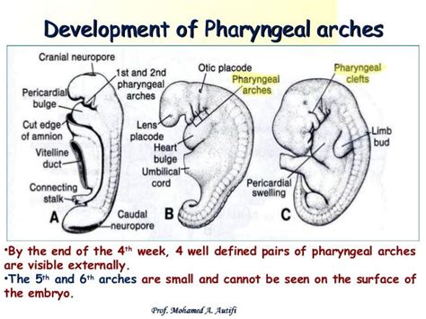 Development Of Pharyngeal Arches Development Rino Clefts