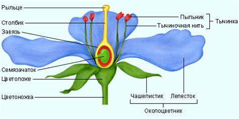 Генеративные органы растений