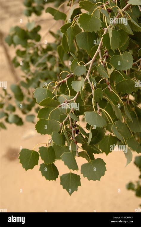 Euphrates Poplar Populus Euphratica Used To Stabilise Sand Xinjiang