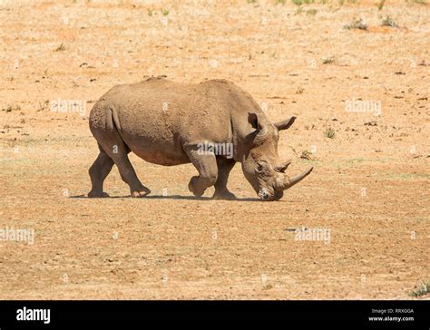 A White Rhino In Southern African Savanna Stock Photo Alamy