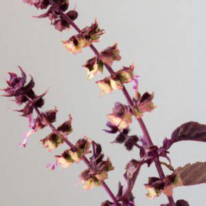 Albahaca morada Guía de cuidados y beneficios