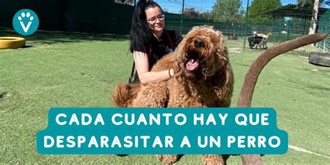 Cada Cuanto Hay Que Desparasitar A Un Perro Vive Pet Resort