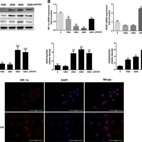 Cyclic Mechanical Stress Promoted Chondrocytes Hif Protein