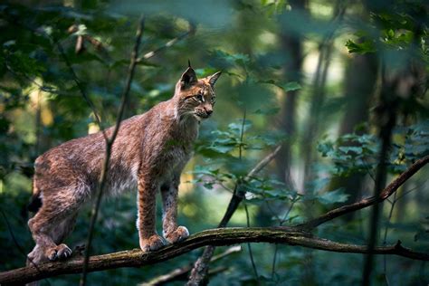 Рысь в лесу - картинки и фото koshka.top