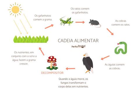 Seres Decompositores O Que S O Tipos E Exemplos Resumo