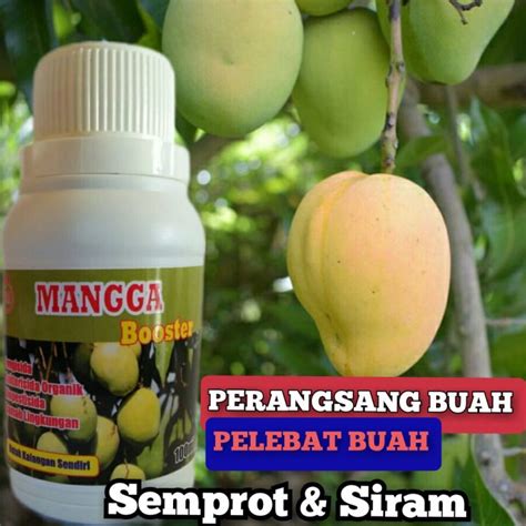 Pupuk Booster Mangga Pelebat Buah Pupuk Perangsang Mangga Super Cepat