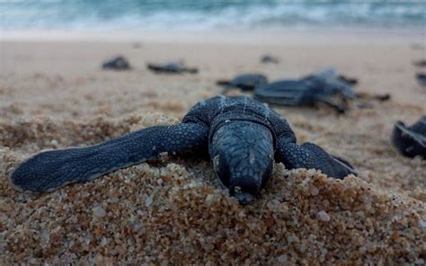 Protegen Y Monitorean Nidos De Tortuga Marina El Sudcaliforniano