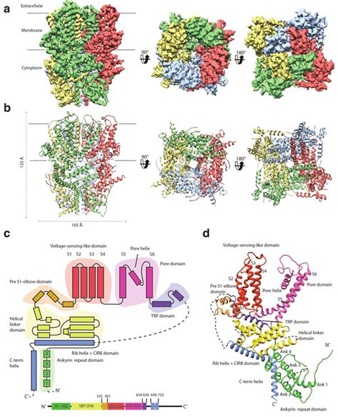 Structure Of Trpc Dr A Cryo Em Density Map Of Trpc Dr With Each