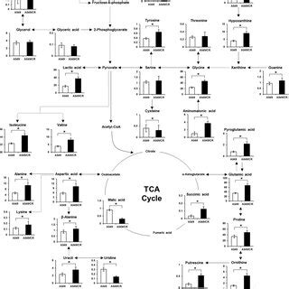 A Schematic Representation Of The Relative Metabolite Levels And