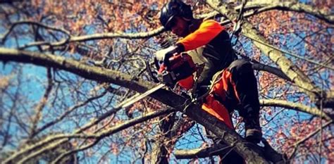 Tree Trimming And Removal Mooresville Nc Tree Tech Tree Services