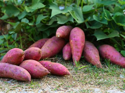 Batata doce entenda os benefícios desse alimento