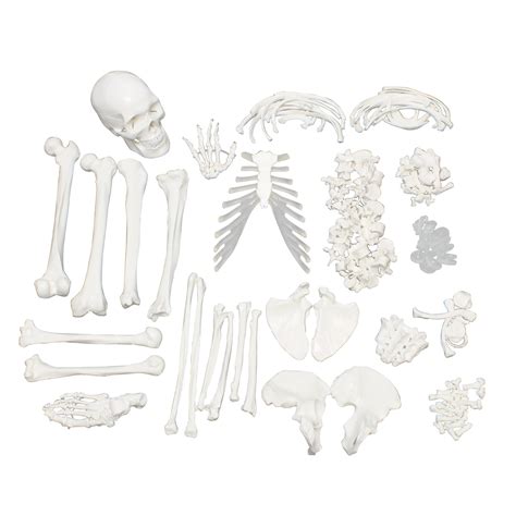 Amazon Monmed Medical Skeleton Model Life Size Skeleton