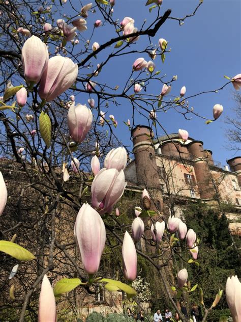 Negli Orti Botanici Della Lombardia Risveglio Di Primavera Tra Scienza