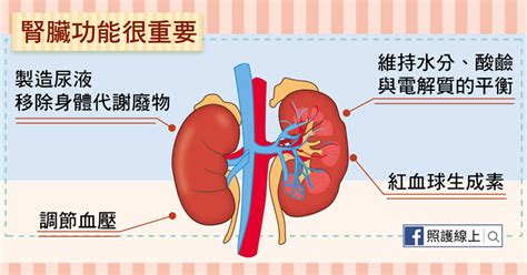 慢性腎衰竭 洗腎與腎臟移植（懶人包） 照護線上