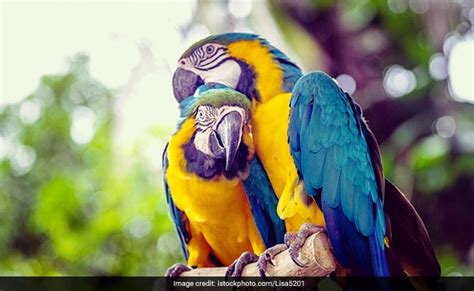 Exotic Macaw Found In Indore, Shifted To Zoo After Disputed Ownership