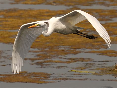 Vroege Vogels Foto Vogels Grote Witte Zilverreiger In Flight