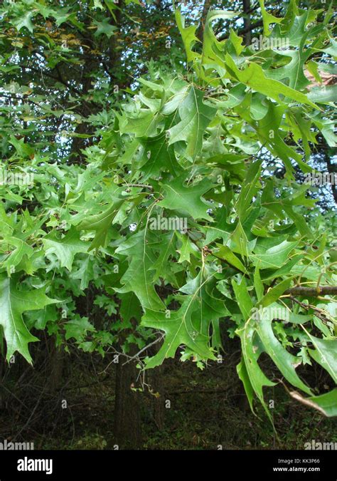 Quercus Palustris Fotos Und Bildmaterial In Hoher Aufl Sung Seite