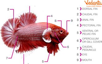 Parts of a Fish Names: Learning the Different Parts of a Fish