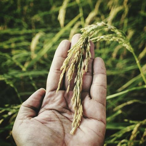 Premium Photo Cropped Hand Holding Rice Crop