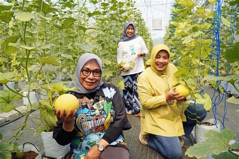 Perkebunan Melon Made Fresh Destinasi Wisata Baru Di Kota Bogor Dkylb