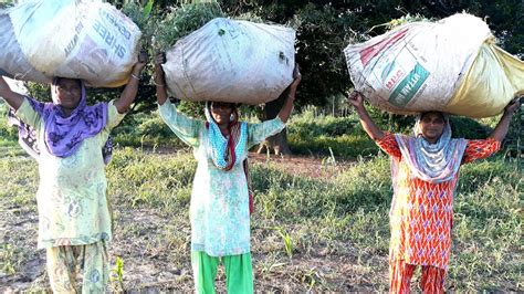 Indian Village Women Working In Fields Village Life Of India Rural