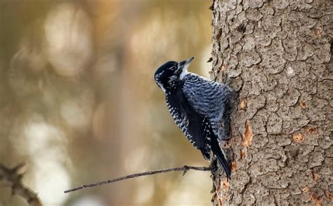 2023 Halftime Report – Great Backyard Bird Count