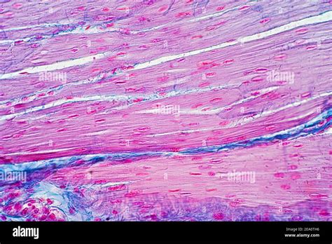 Smooth Muscle Tissue Hi Res Stock Photography And Images Alamy