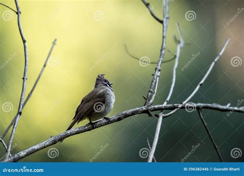 Himalayan Bulbul Or White Cheeked Bulbul Or Pycnonotus Leucogenys Bird