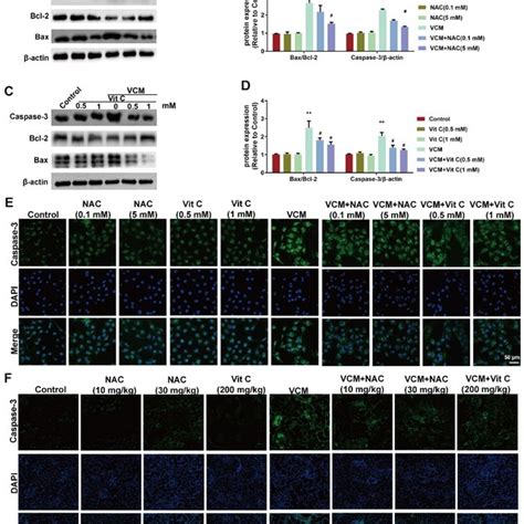 Effect Of NAC On VCM Induced Cell Apoptosis In HK 2 Cells And Rat