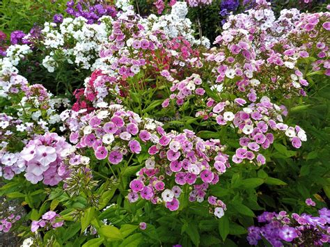 Phlox paniculata Orchid Yellow flox plamenka Zahradnictví