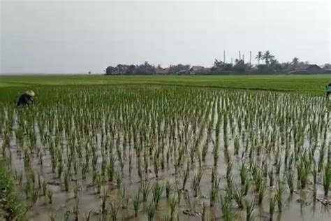 Foto Dampak Negatif Pemanasan Global Bagi Petani