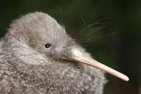 Zealandia by Night Tour | GetYourGuide