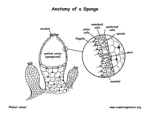 Phylum Porifera Diagram