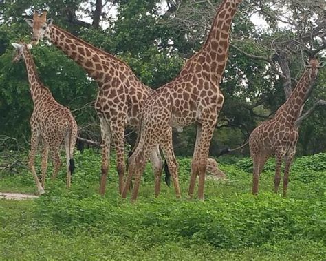 2022 O Que Fazer Em Banjul Os 10 Melhores Pontos Turísticos Tripadvisor